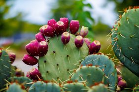 prickly pear plant with fruits