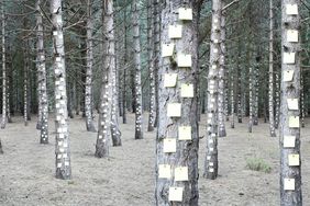 alzheimer-memory-post-it-notes-trees-forest